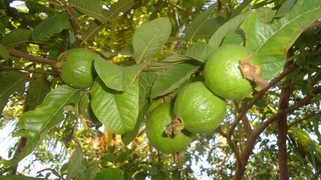 Гуава обыкновенная Psidium guajava Florida seedling