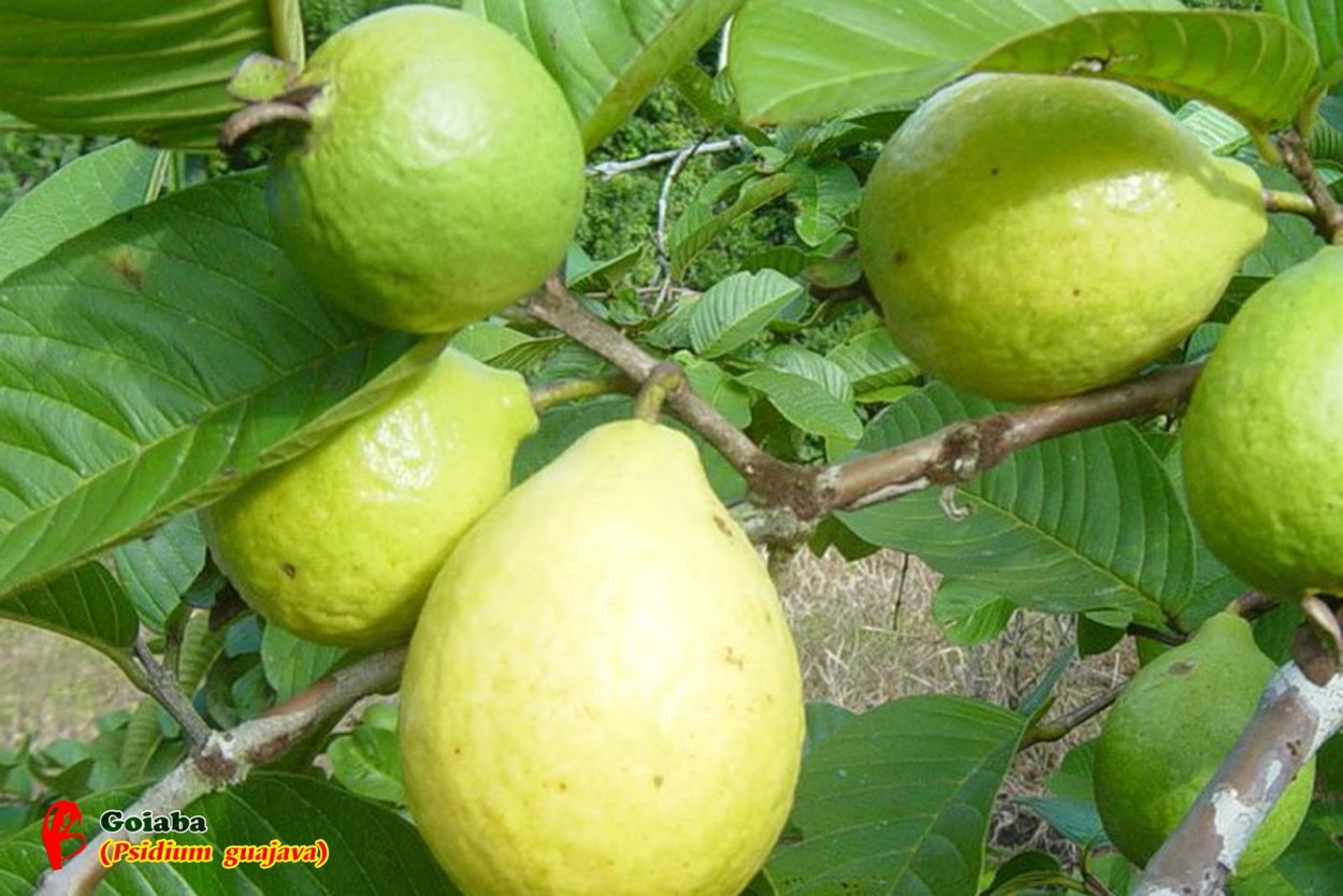 - Гуава (Psidium)