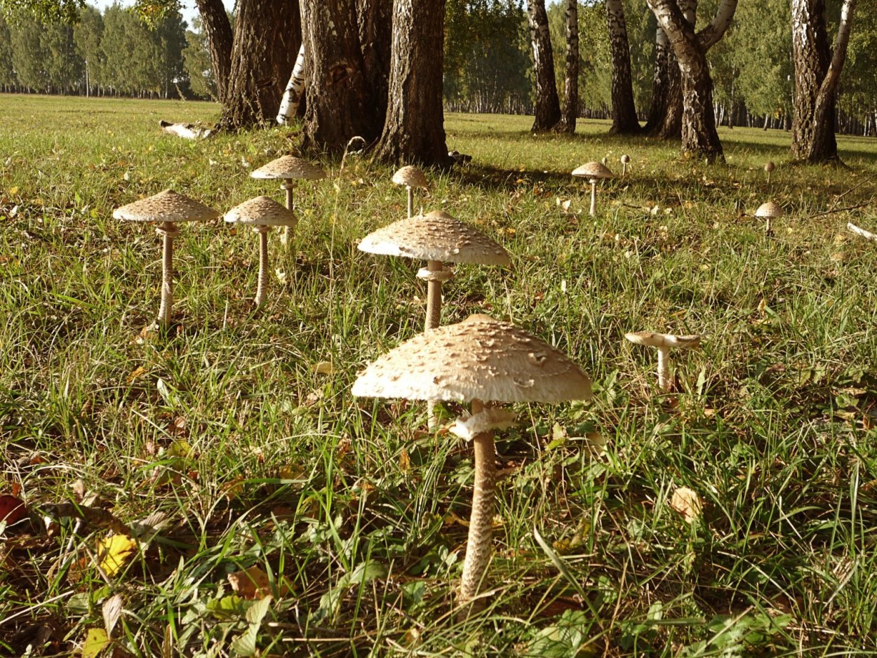 Гриб-зонтик белый Macrolepiota excoriata