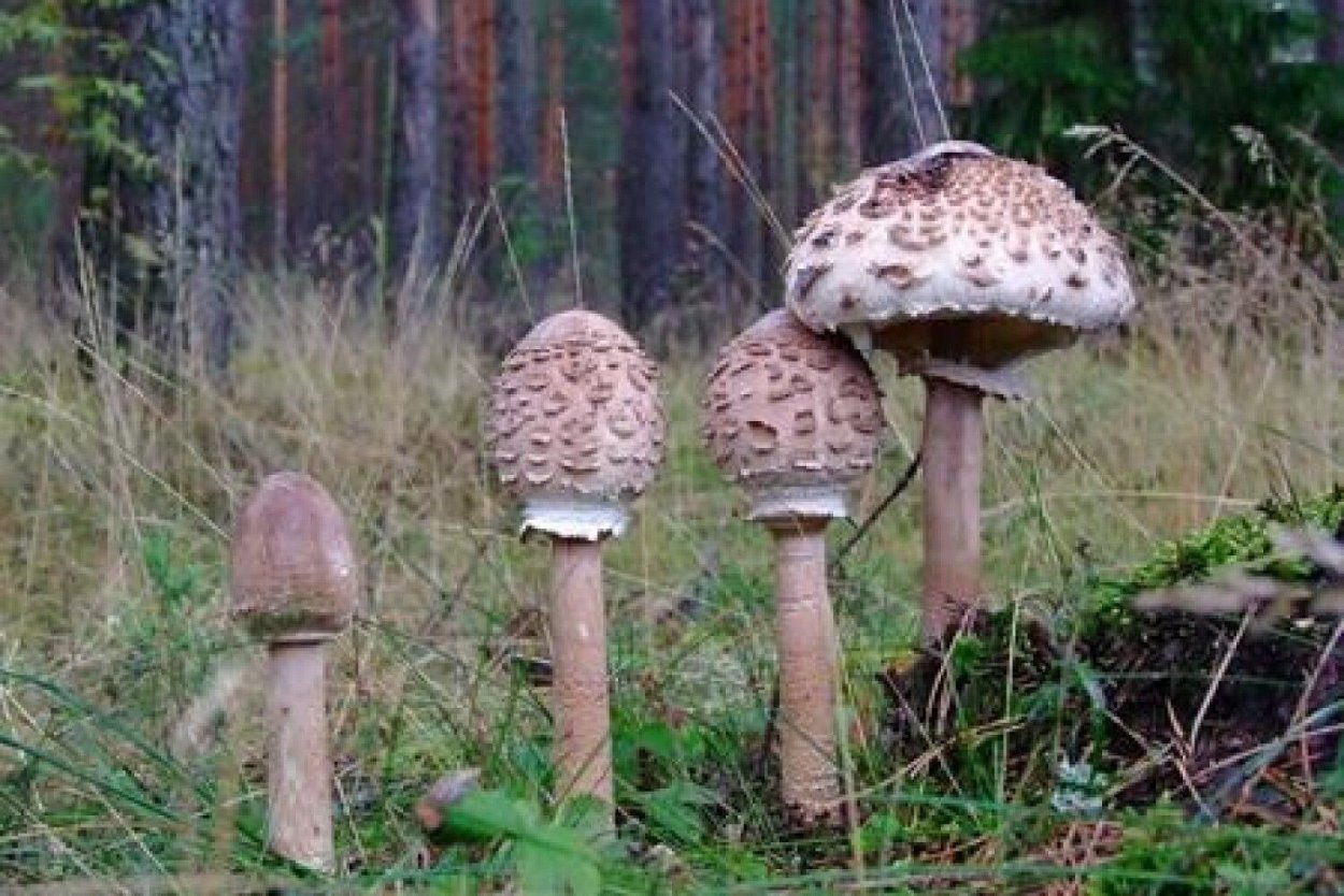 Гриб-зонтик Оливье Chlorophyllum Olivieri