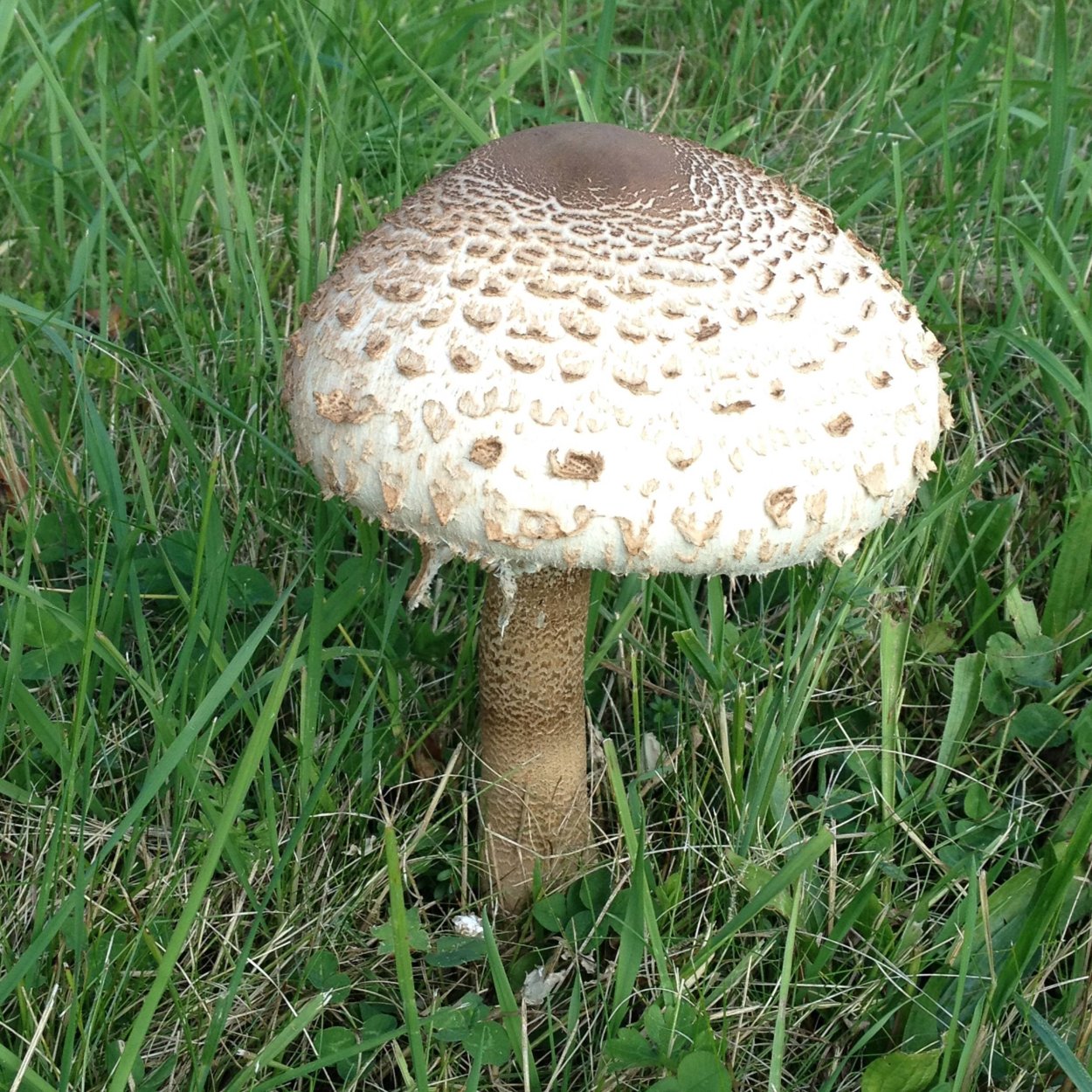 Agaricus impudicus гриб
