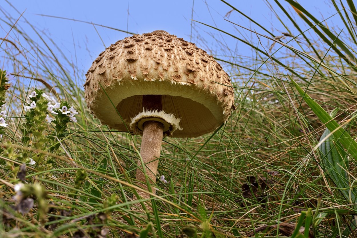 Macrolepiota excoriata