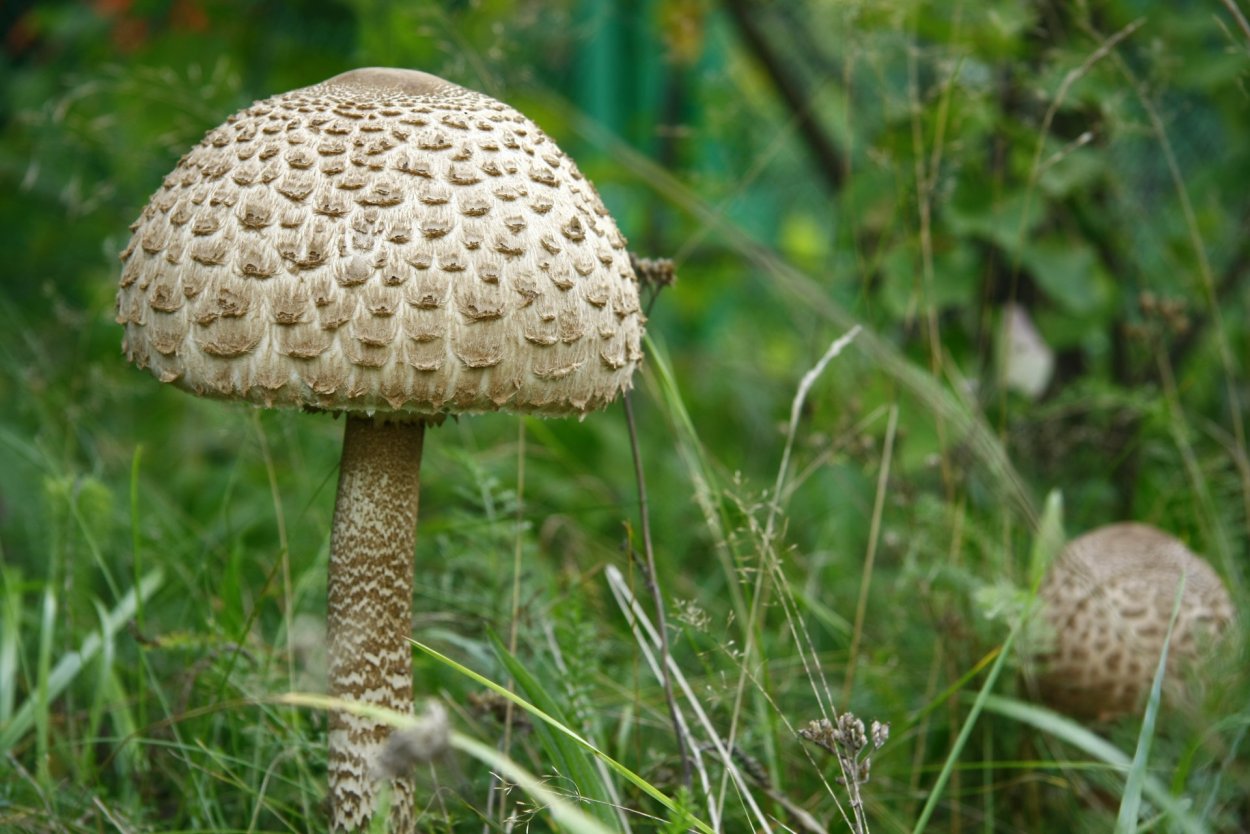 Зонтик пёстрый Macrolepiota procera