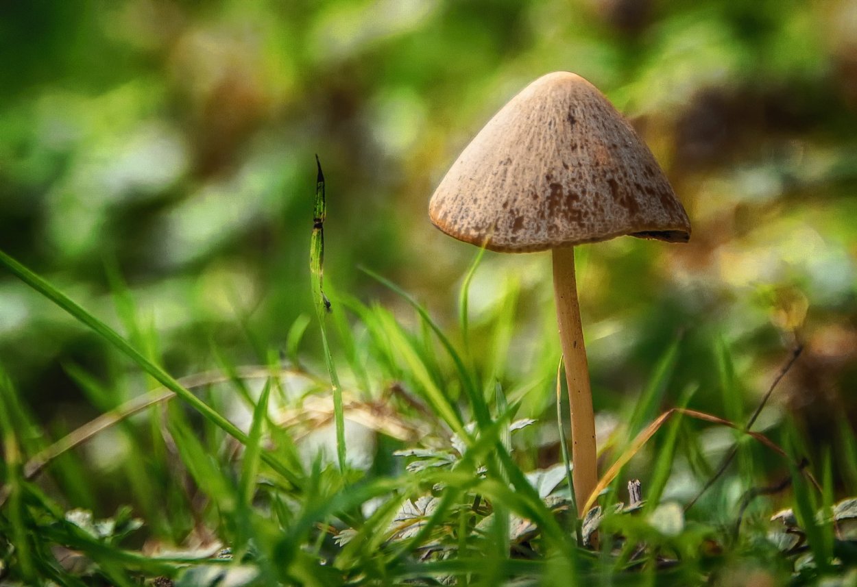 Зонтик луговой гриб