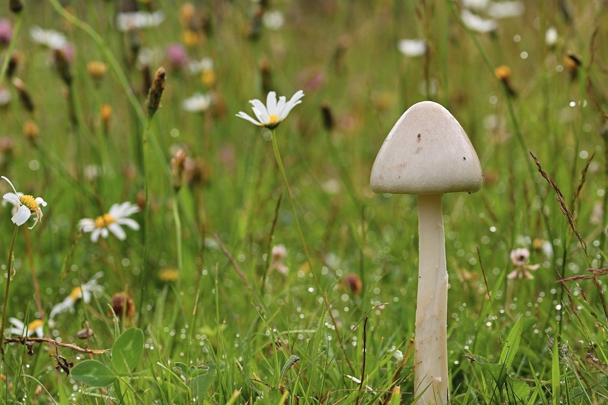 • Зонтик белый (Macrolepiota excoriata