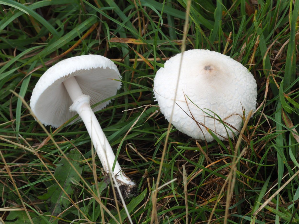 Гриб зонтик сосцевидный Macrolepiota mastoidea