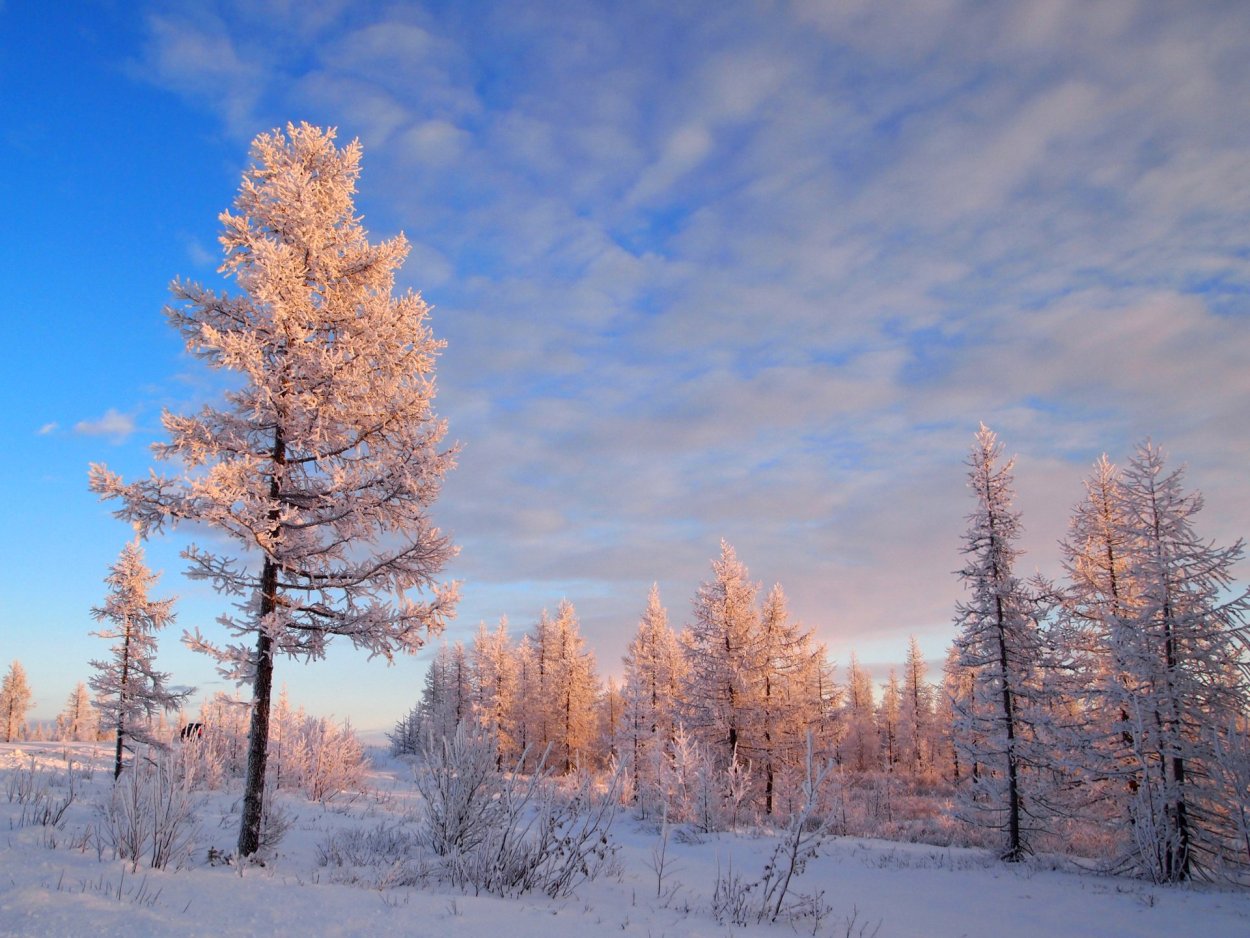 Ель сосна кедр хвоя