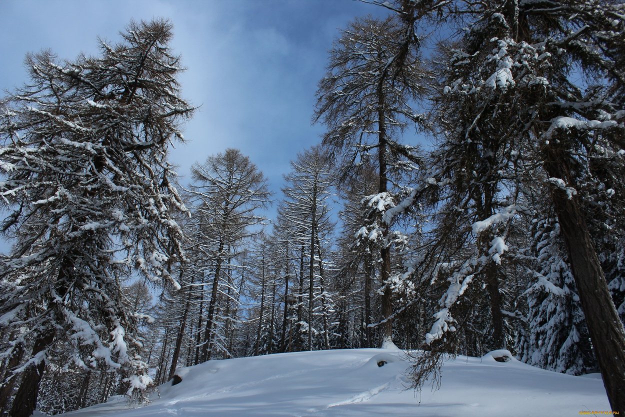 Панорама зимнего леса