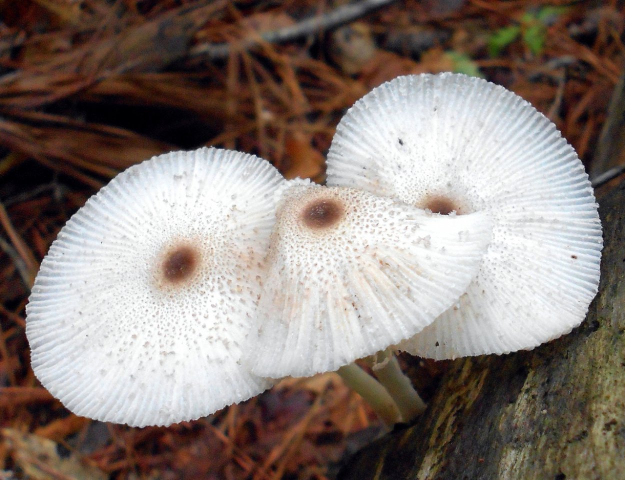 Лепиота Бребиссона Leucocoprinus brebissonii