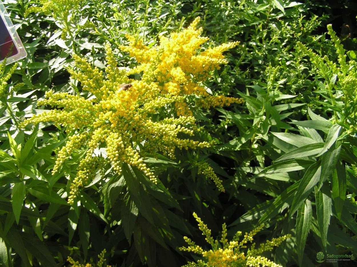 Chelidonium majus