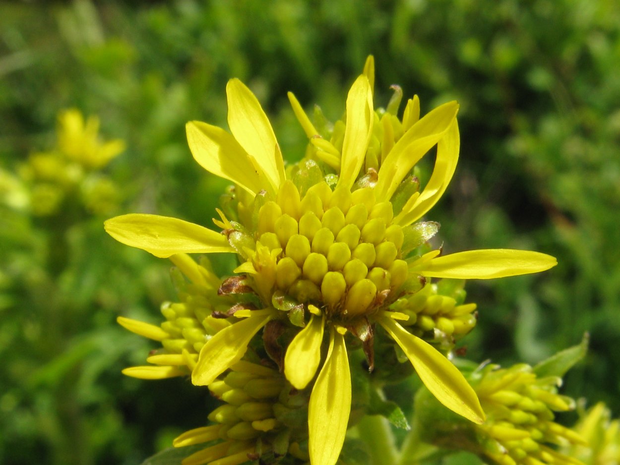 Solidago virgaurea l.
