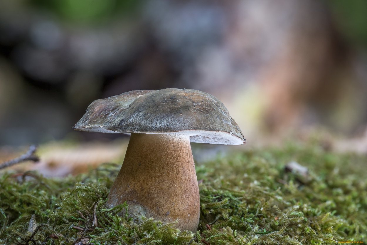 Белый гриб бронзовый Boletus aereus