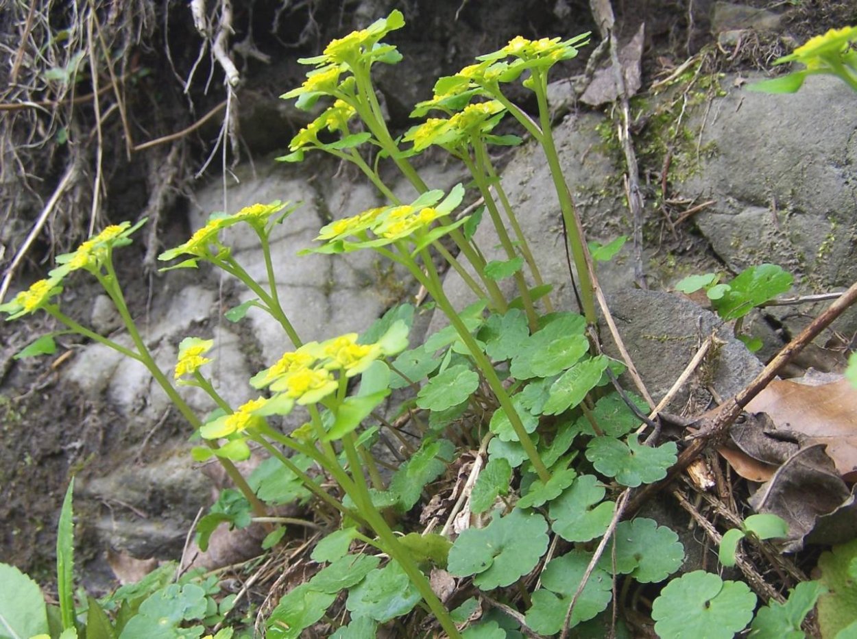 Chrysosplenium alternifolium