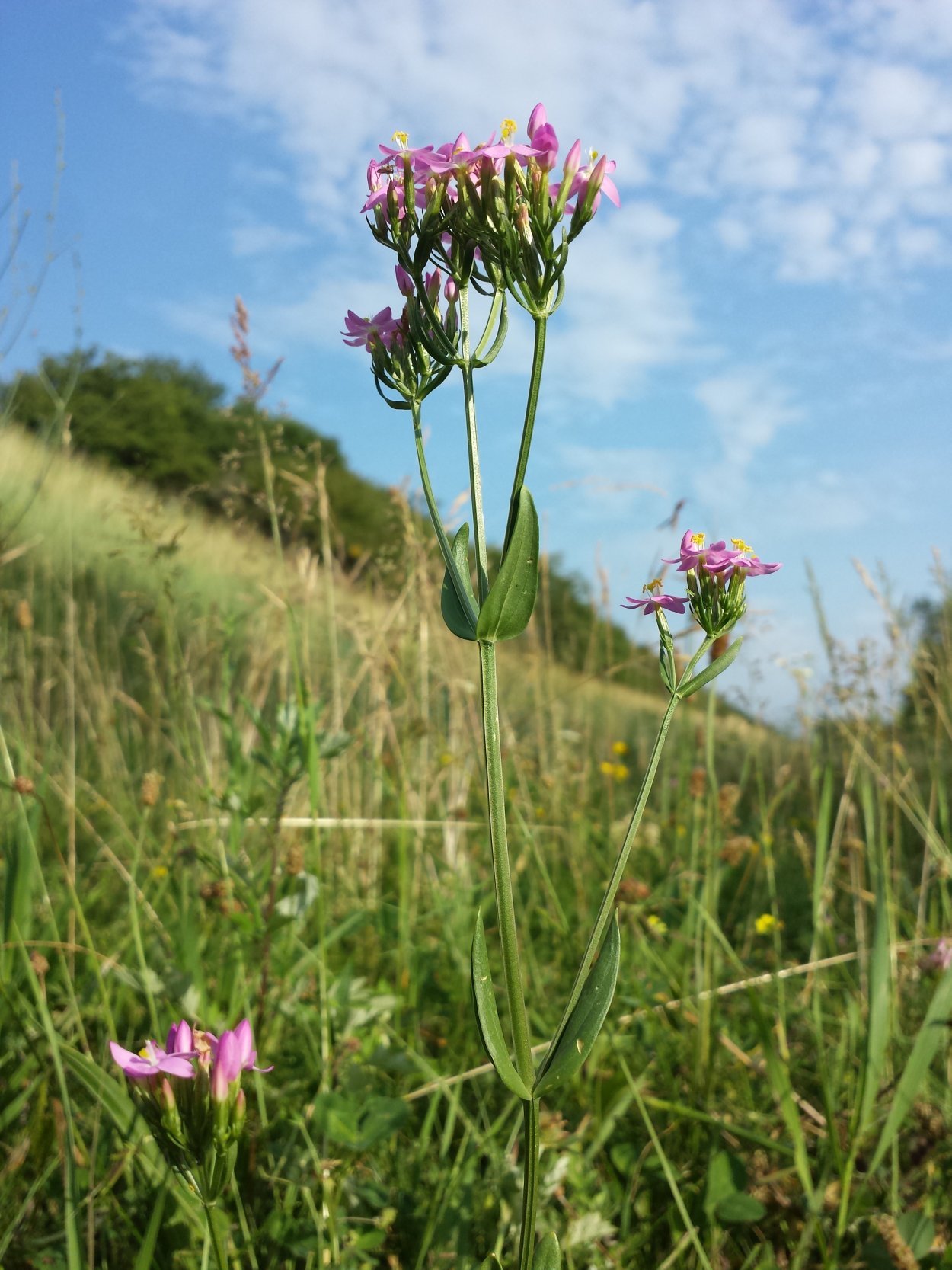 Zizia Aurea