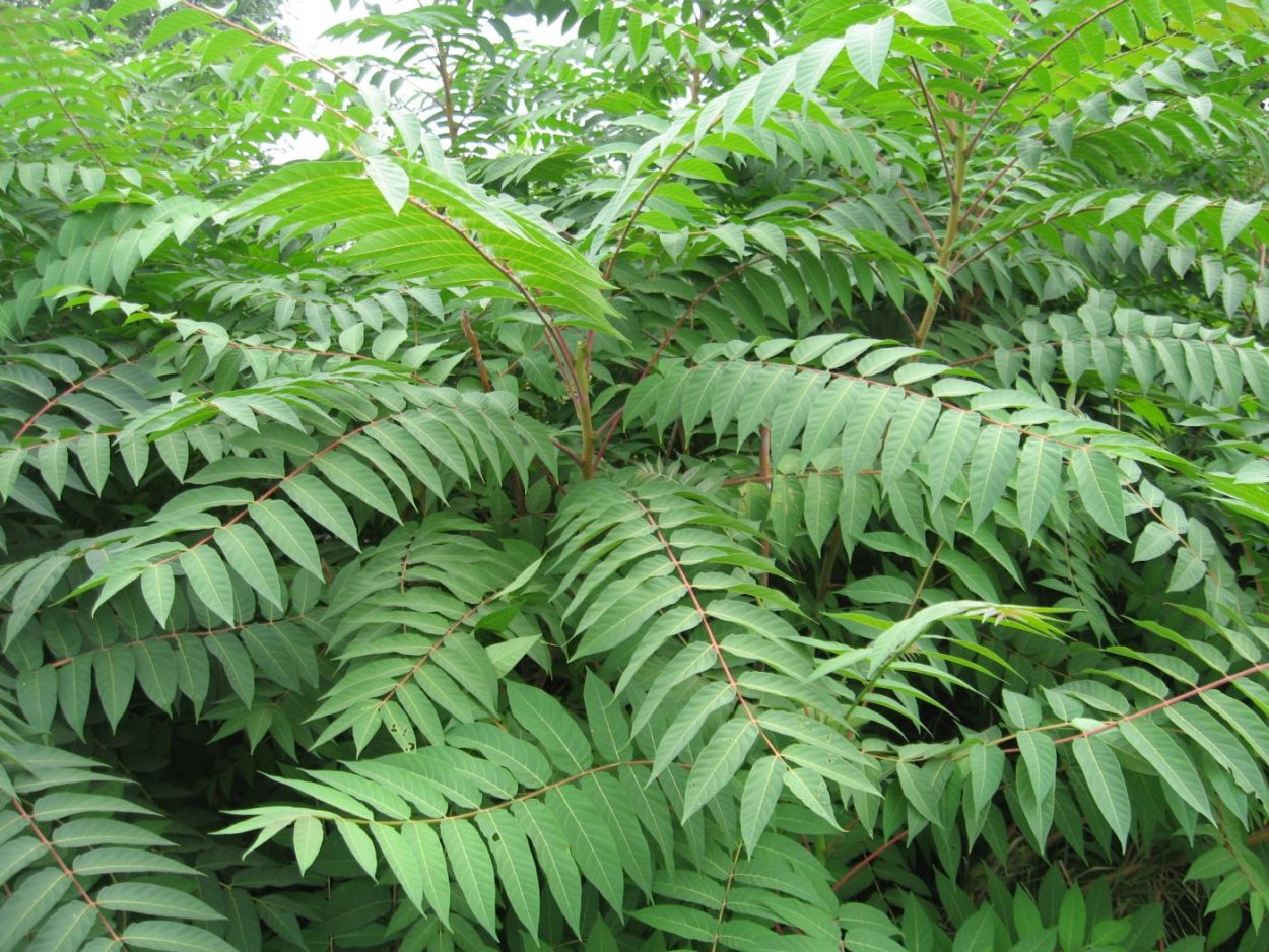 Ailanthus altissima Айлант высочайший