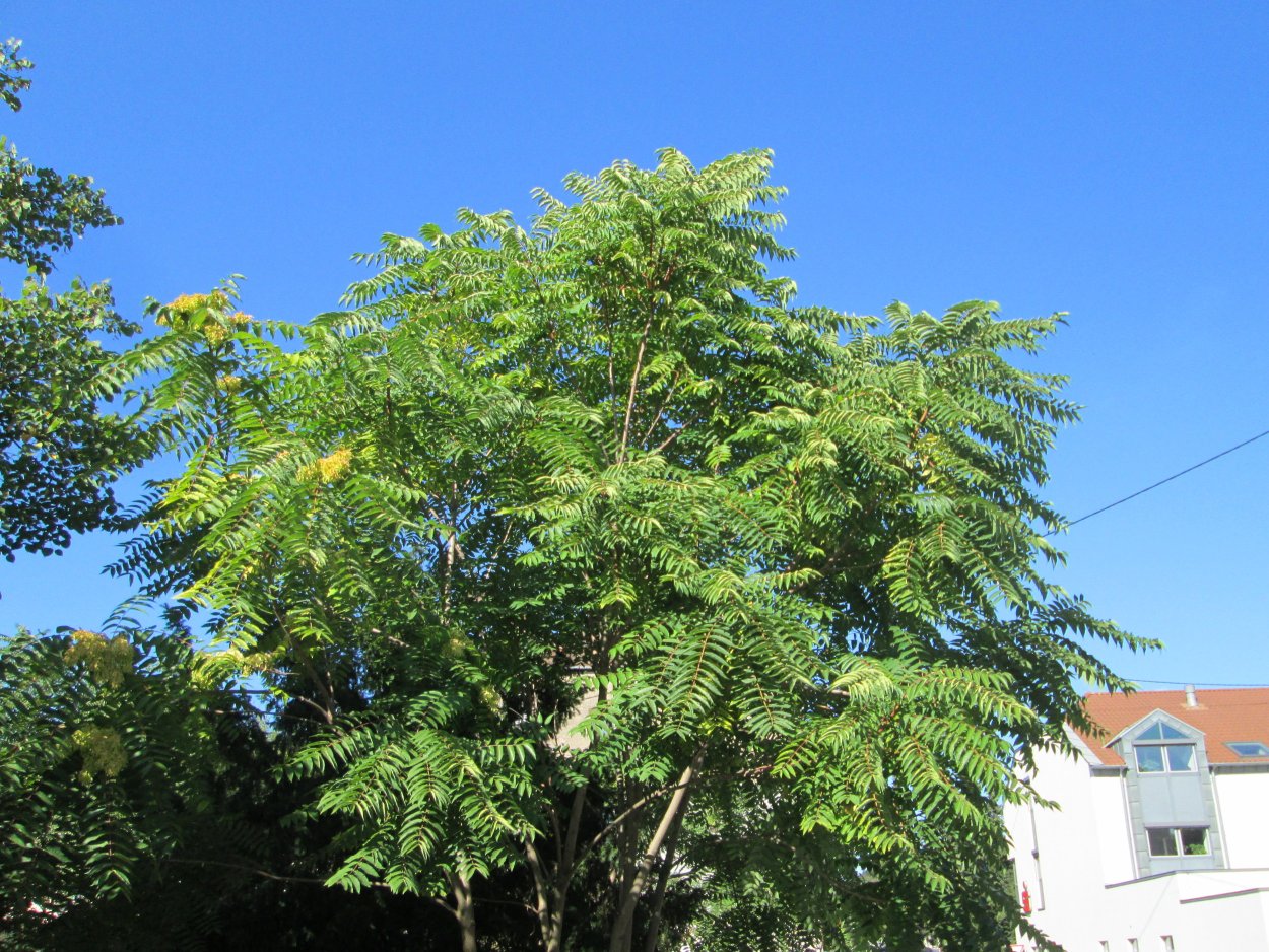Tree of Heaven дерево