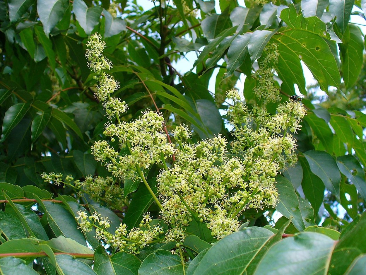 Ailanthus Triphysa