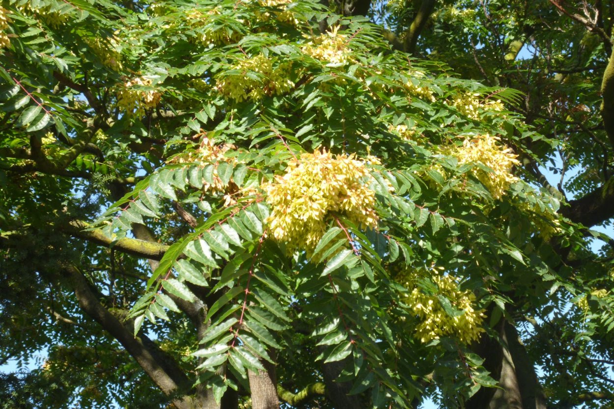 Ailanthus glandulosa