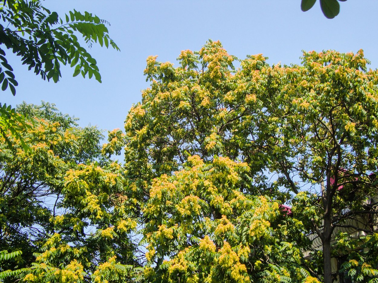 Ailanthus altissima Айлант высочайший