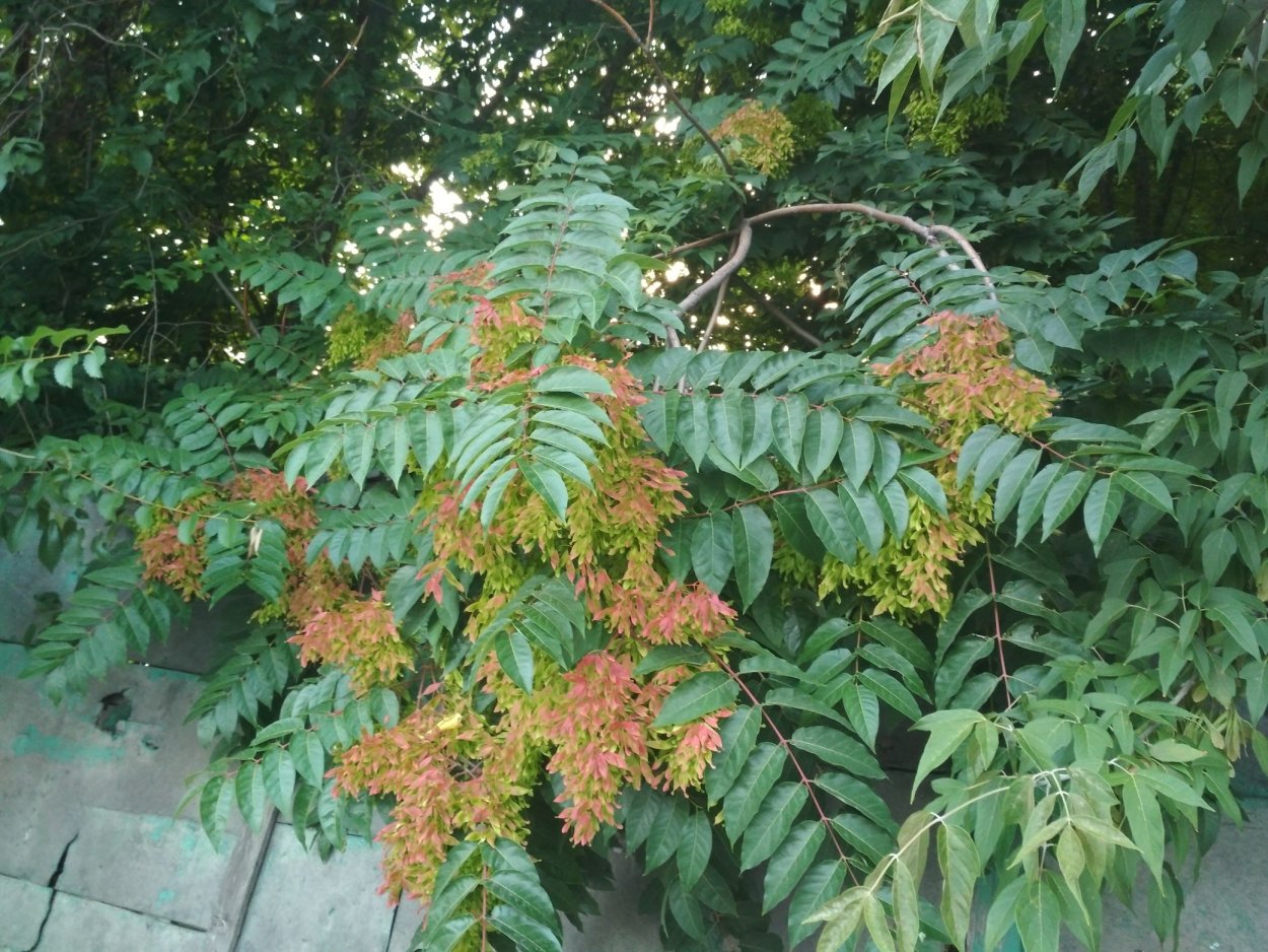 Айлант Альтиссима