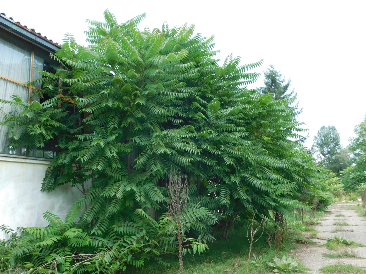 Айлант дерево