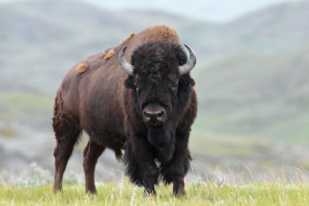 Бизон (Bison Bison)