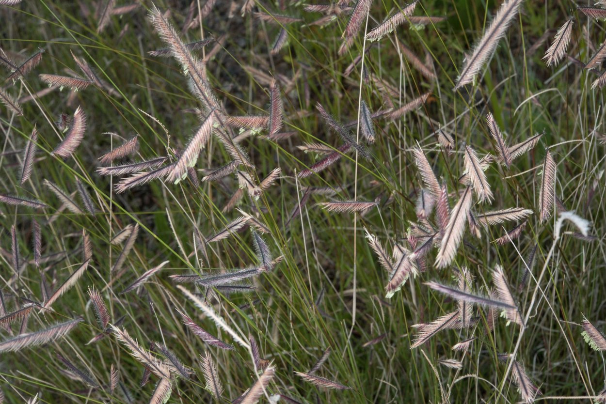 Голубая грама Bouteloua gracilis