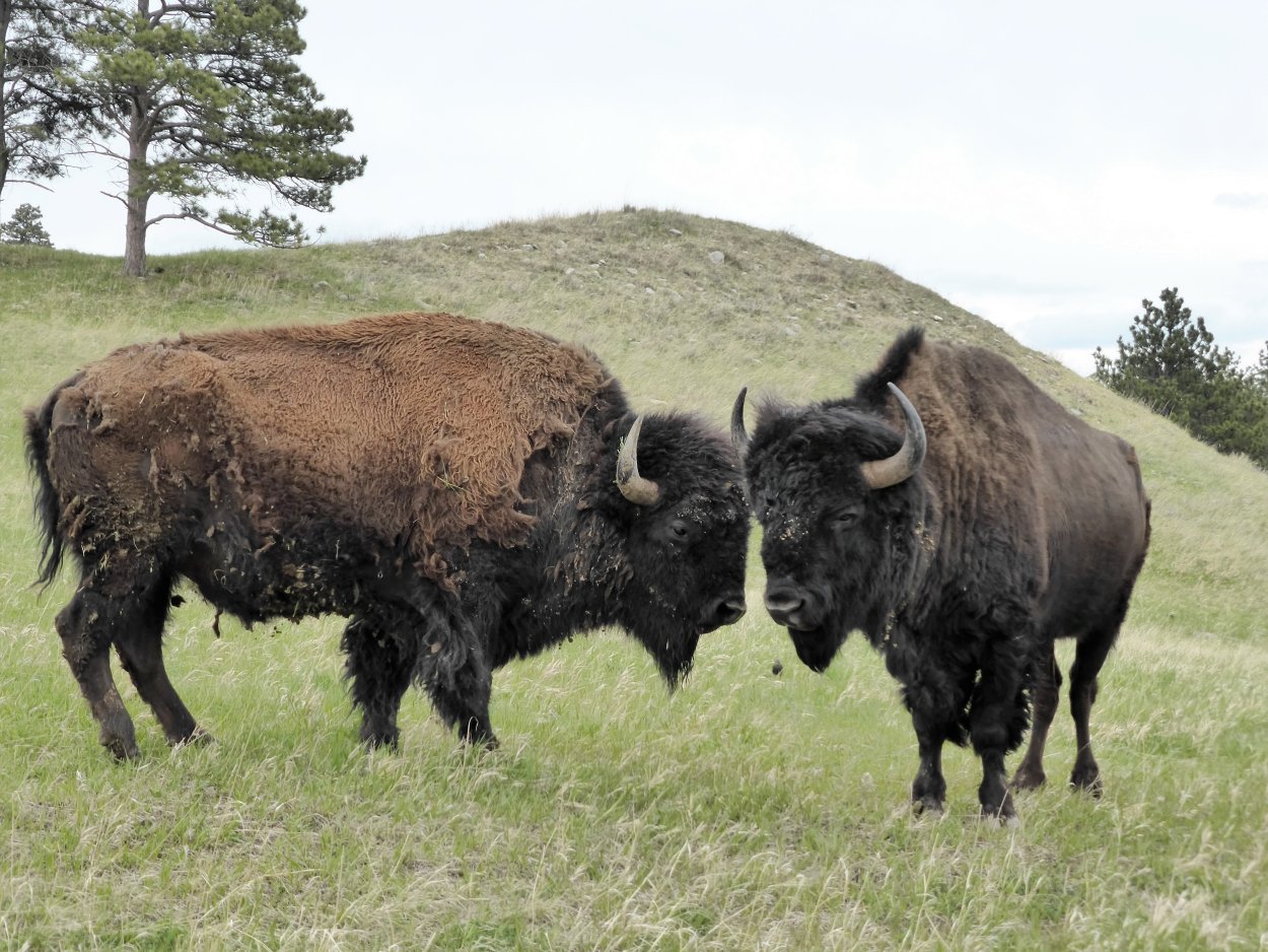 Бизон (Bison Bison)