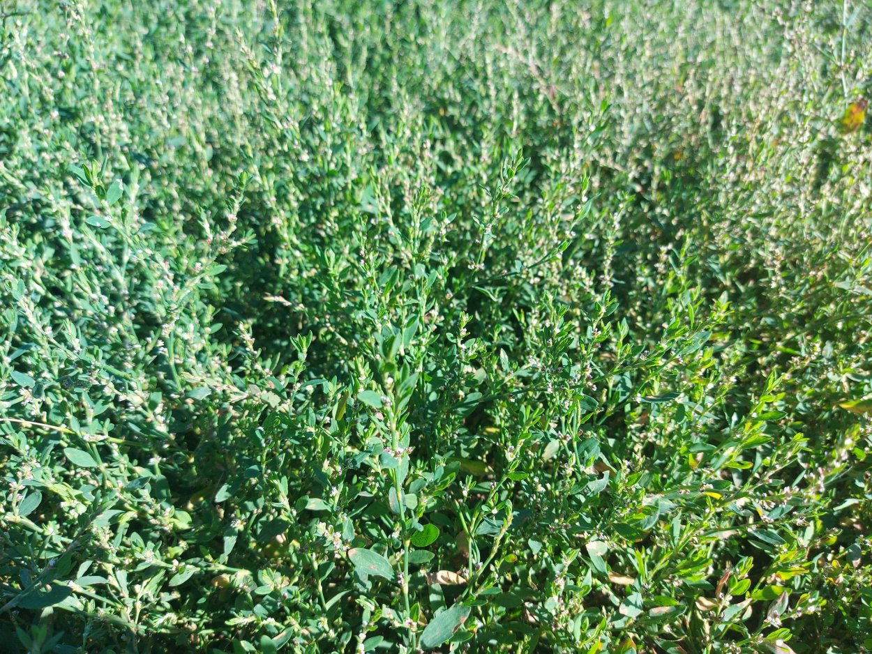 Спорыш (Горец) птичий — Polygonum aviculare l.