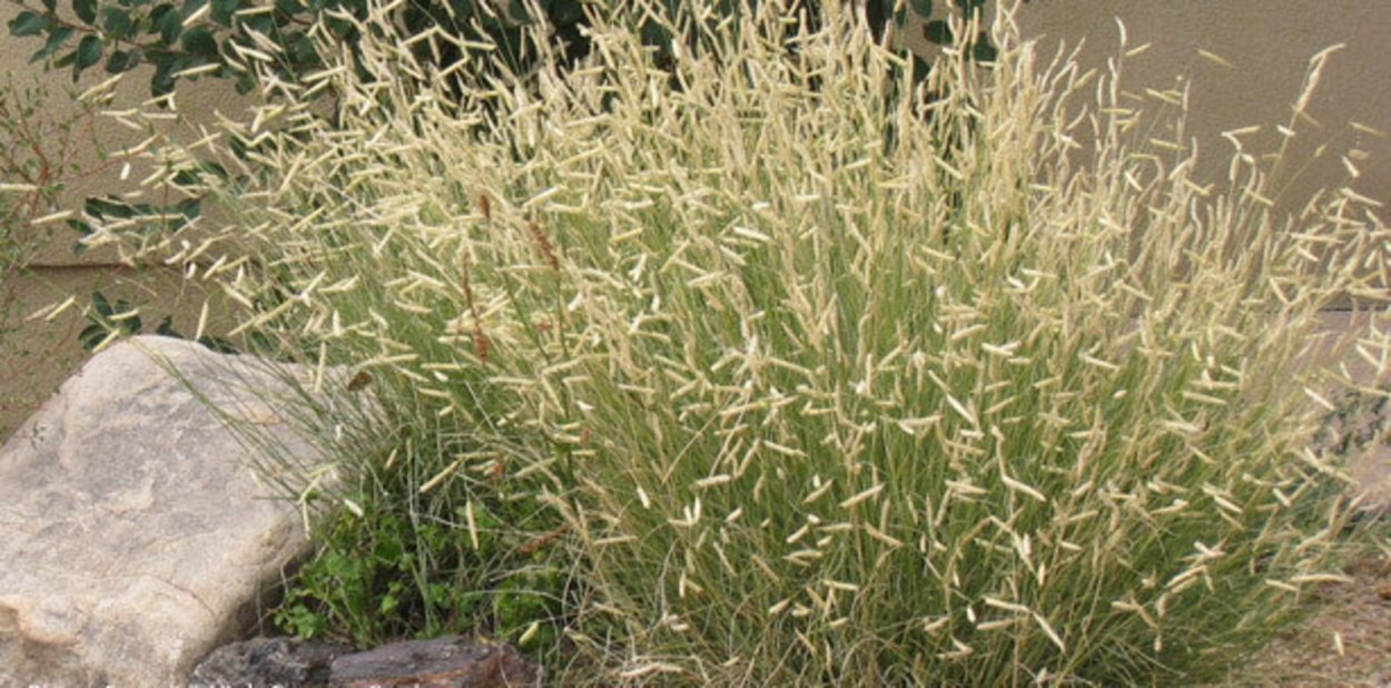 Bouteloua gracilis 'blonde Ambition' (Blue grama)