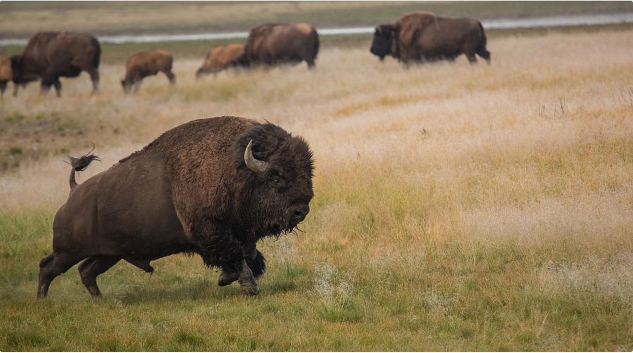 Бизон (Bison Bison)