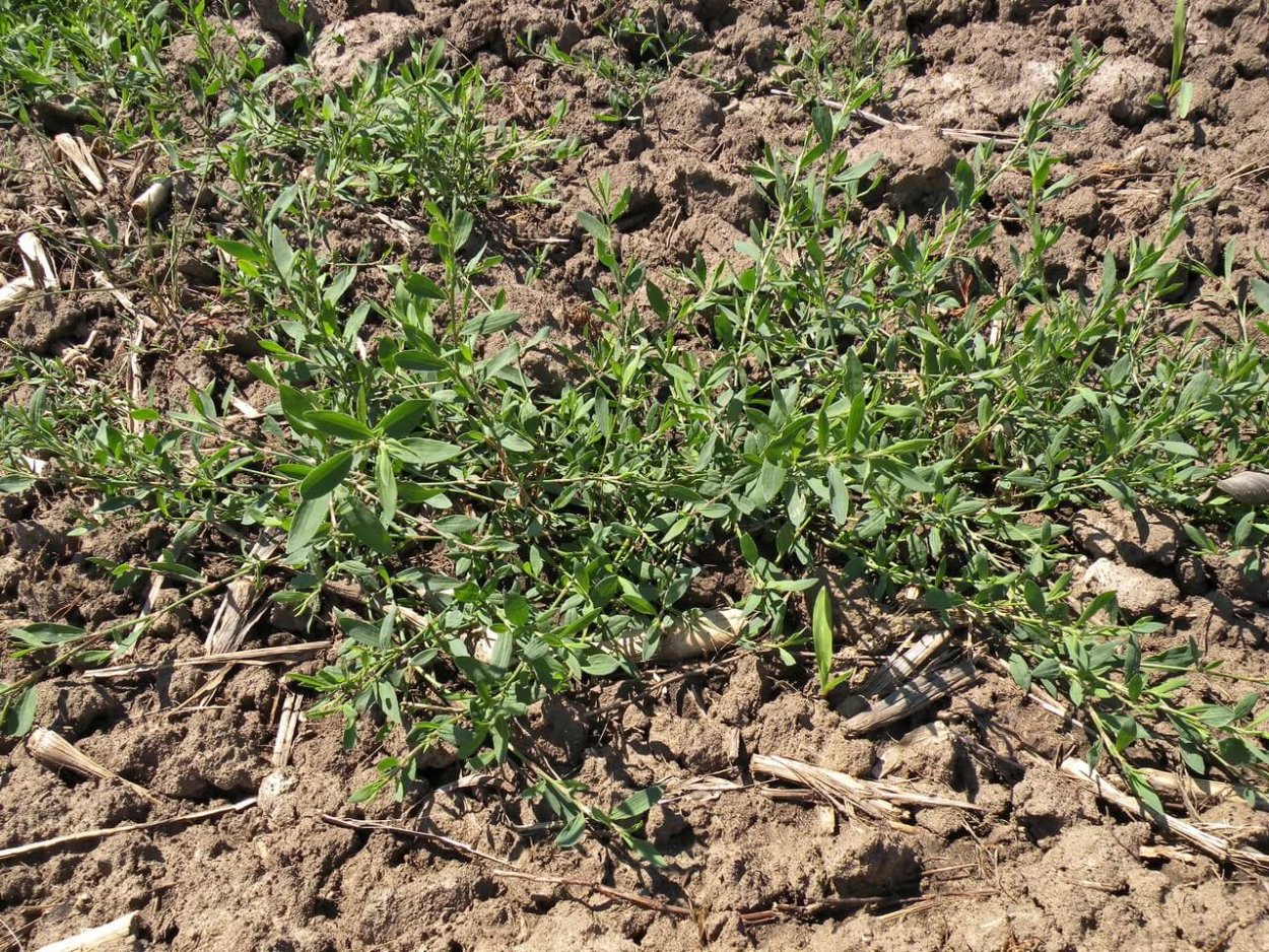 Горец птичий (Polygonum aviculare)