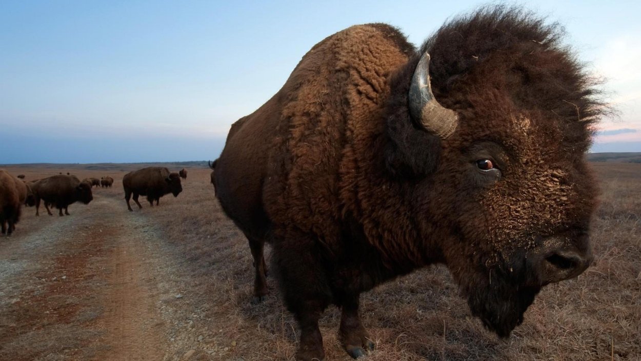 Yellowstone National Park ЗУБР