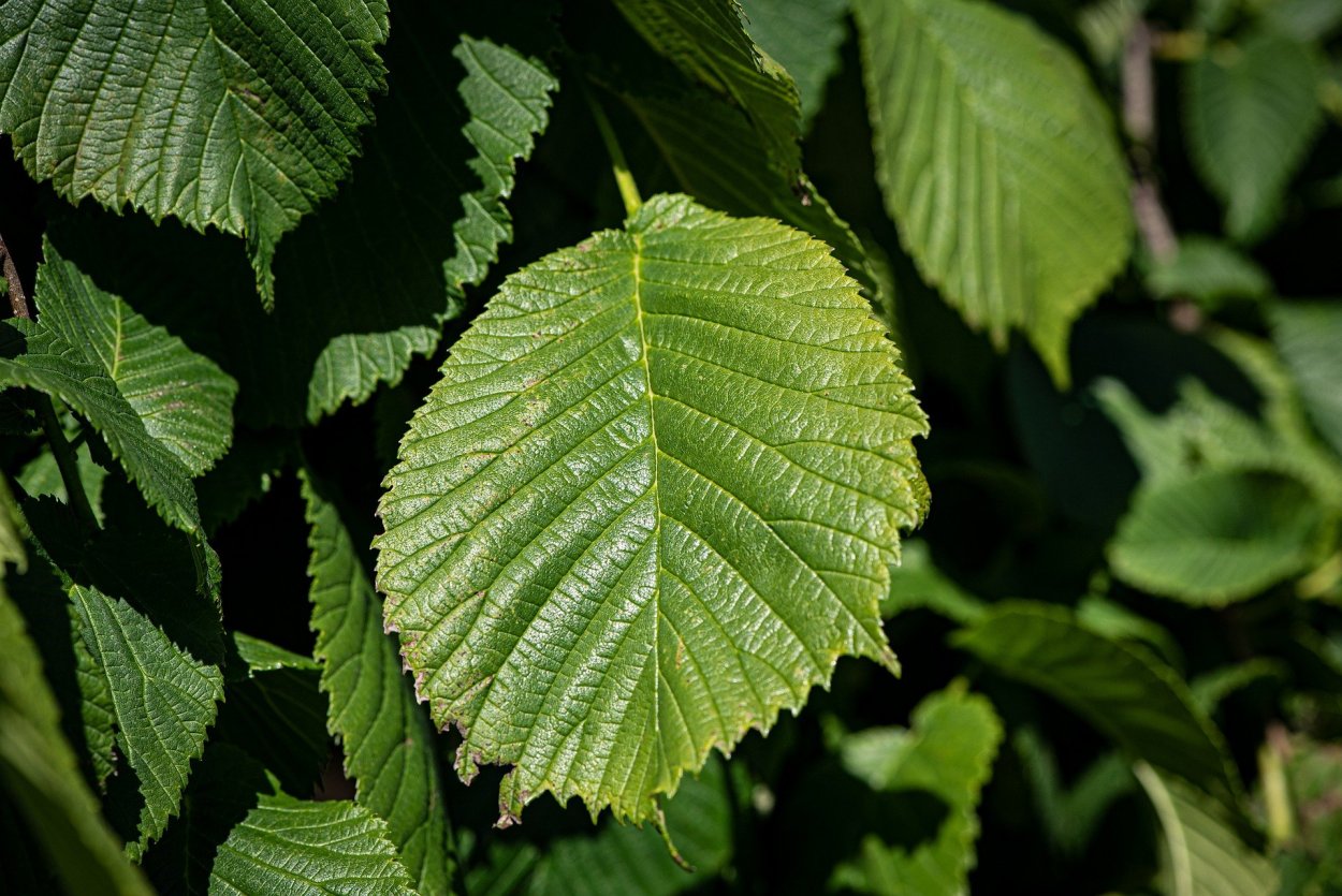 Вяз гладкий (Ulmus laevis)