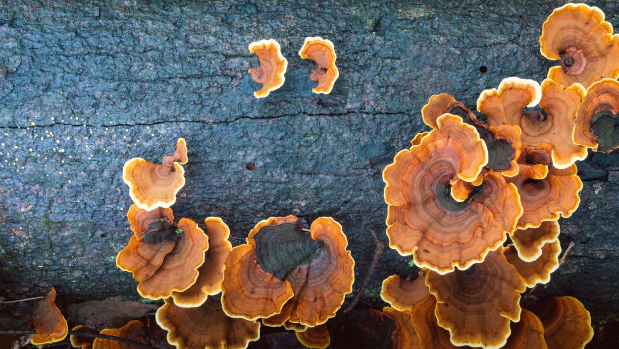 Траметес разноцветный (trametes versicolor)
