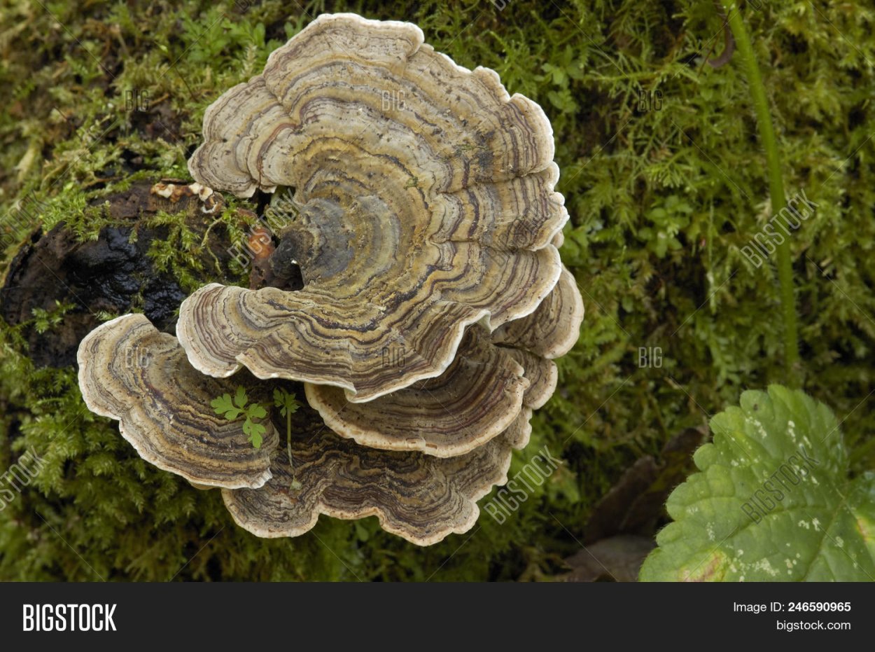 Трутовик Траметес разноцветный trametes versicolor