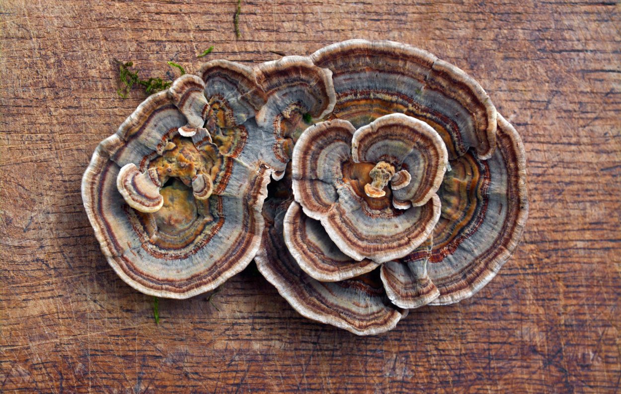 Trametes versicolor