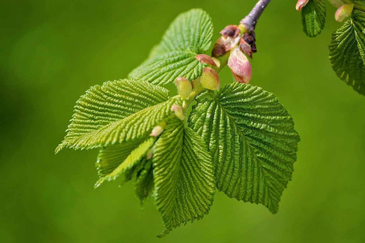 Вяз гладкий (Ulmus laevis)