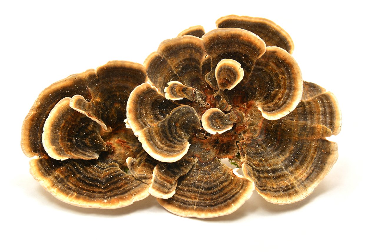 Волосистый трутовик (Coriolus hirsutus (Wils. Ex. Fr.) Quel.)