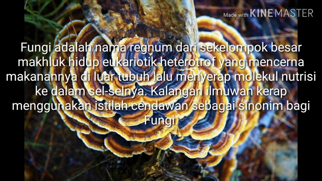 Turkey Tail Mushroom