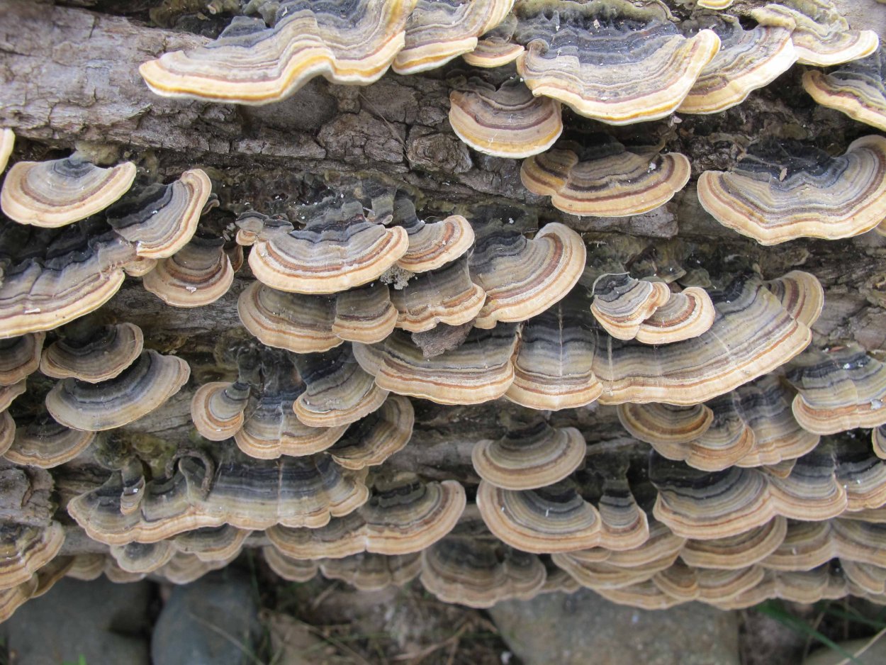 Coriolus versicolor лечебные свойства