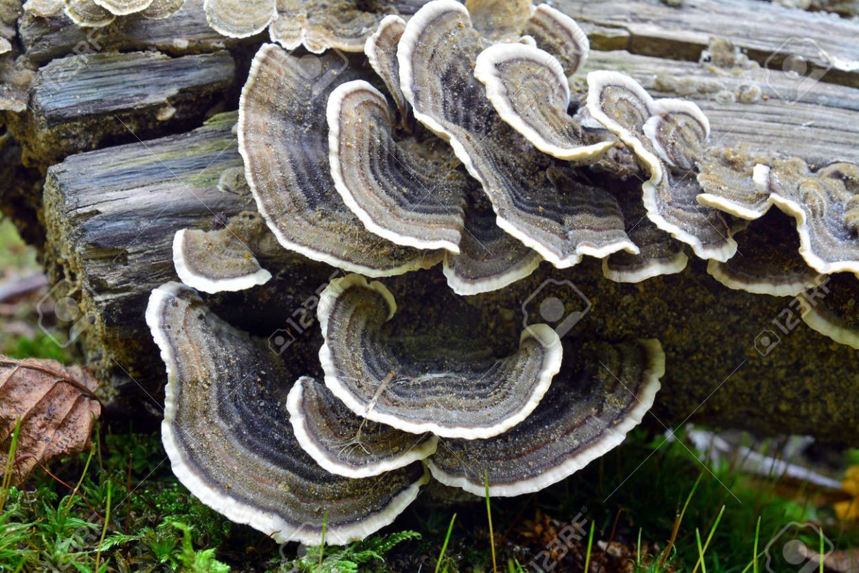 Cortinarius populinus