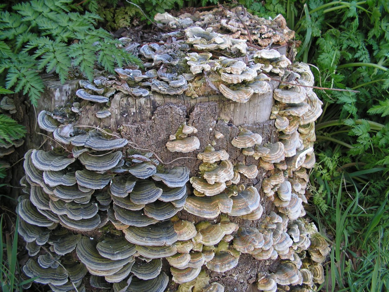 Траметес разноцветный (trametes versicolor)