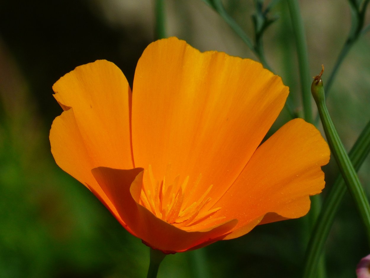 Eschscholzia californica эшшольция Калифорнийская
