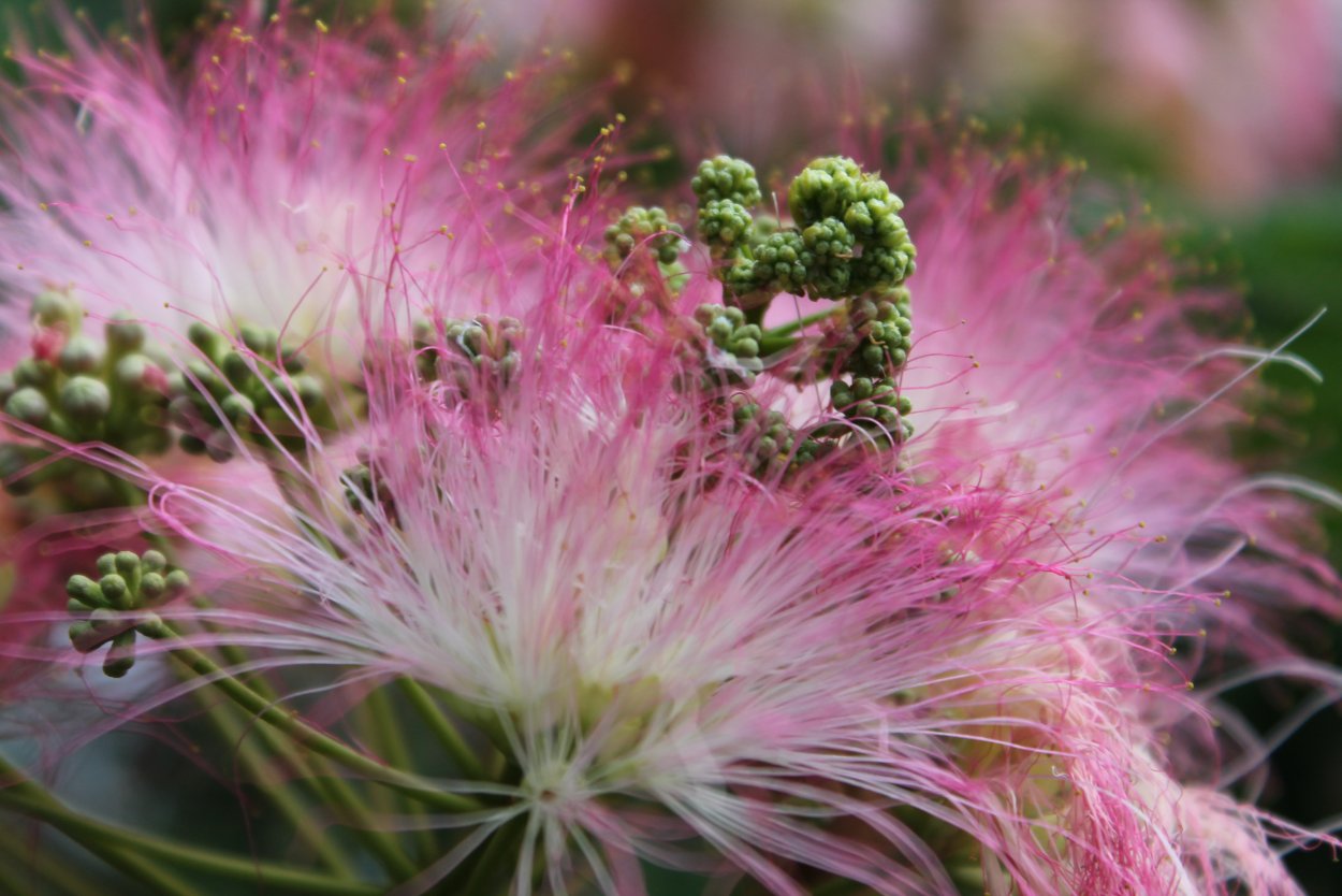 Альбиция (ленкоранская Акация) (Albizia