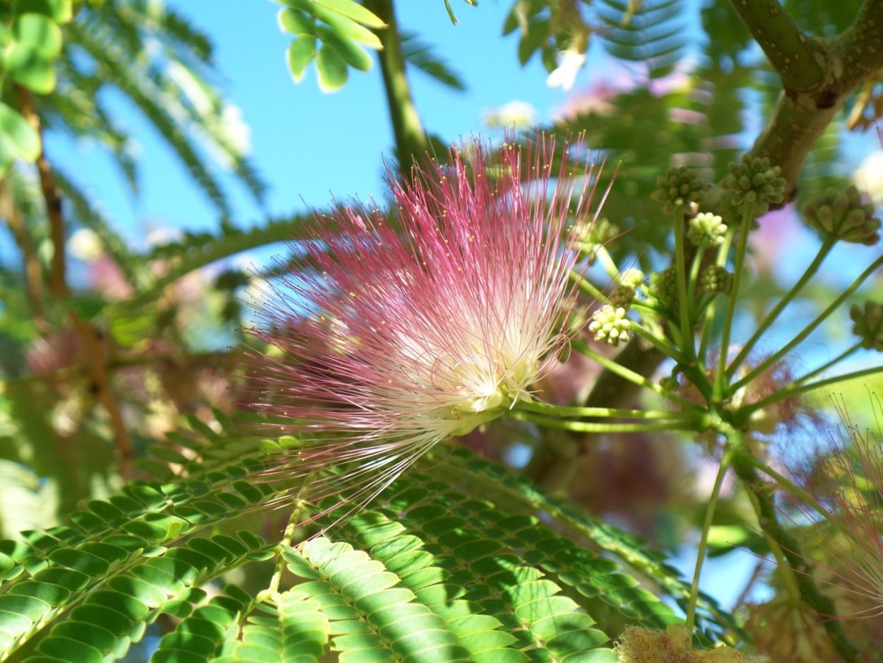 Дерево которое цветет розовыми пушистыми кисточками