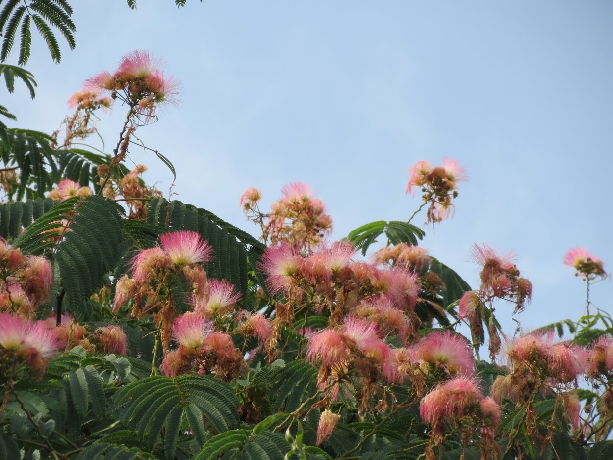 Экстракт коры акации шелковой