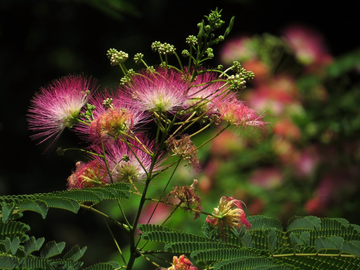 Альбиция ленкоранская Акация