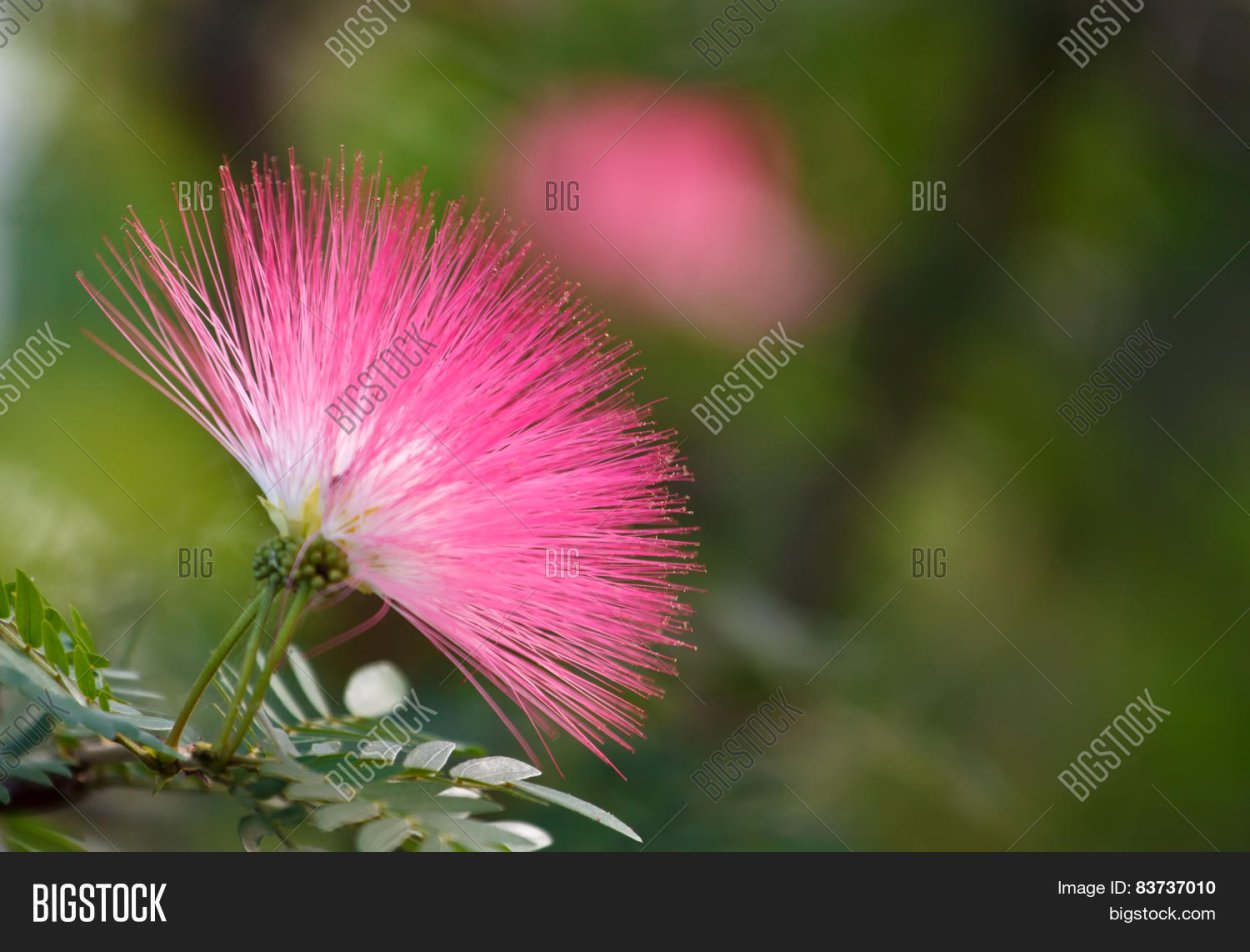 Розовый Пушистик спиреи