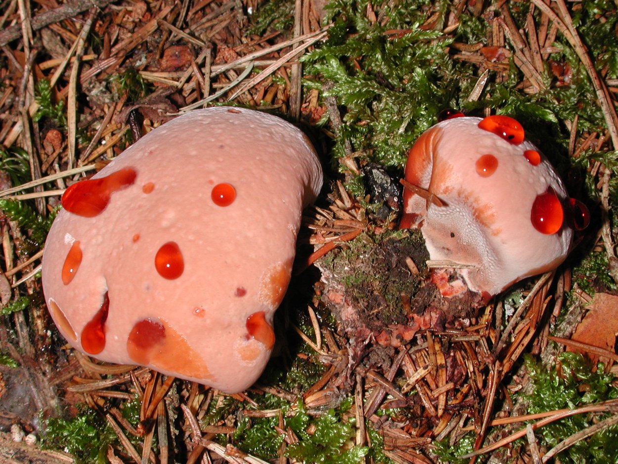 Арчера (Clathrus archeri)